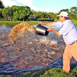 Estado licencia 21 piscicultores em Novo Aripuanã