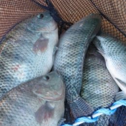 Eliane Aquino visita pescadores beneficiários do projeto de piscicultura