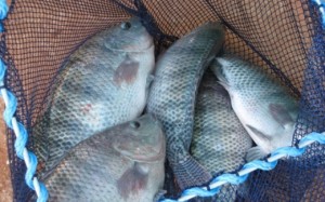 tilapia