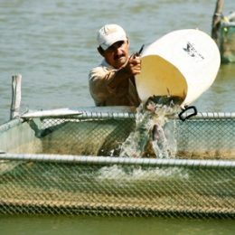 Licenciamento de parques aquícolas em Furnas, Ilha Solteira e Três Marias vai mais que dobrar produção em MG