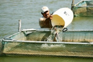 Licenciamento de parques aquícolas em Furnas, Ilha Solteira e Três Marias vai mais que dobrar produção em MG