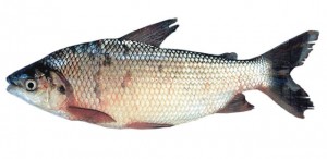 Peixes mais consumidos na época da páscoa