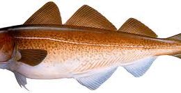 Peixes mais consumidos na época da páscoa