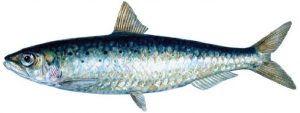 Peixes mais consumidos na época da páscoa