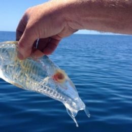 Peixe transparente assusta pescador na Nova Zelândia