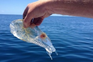 Peixe transparente assusta pescador na Nova Zelândia