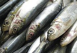 sardinha