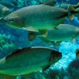 Estudo vai monitorar reações de peixes às mudanças climáticas