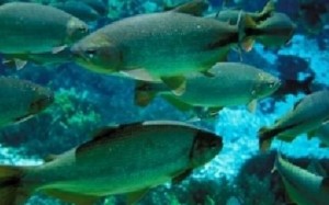 Estudo vai monitorar reações de peixes às mudanças climáticas