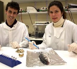 Teste pioneiro da Universidade de Aveiro prova origem do peixe de aquacultura