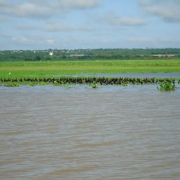 Sem cheias no Pantanal, falta peixe e população importa pescado