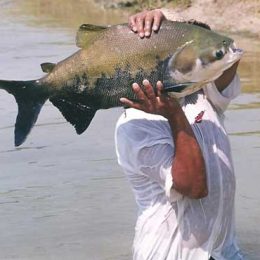 Piscicultura cresce 62% em 2013, informa Ipaam