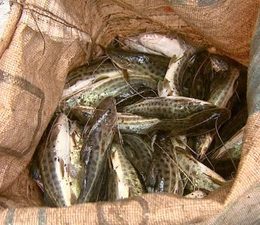 Recuperação de peixes no Rio Mogi Guaçu pode levar 5 anos, diz Cepta