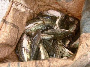 Recuperação de peixes no Rio Mogi Guaçu pode levar 5 anos, diz Cepta
