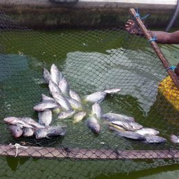 Detentos da PB passam a criar peixe para consumo próprio na prisão