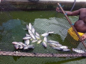 Detentos da PB passam a criar peixe para consumo próprio na prisão