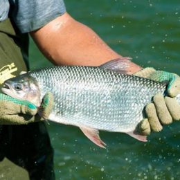Peixe parecido com salmão e que sumiu de SP há 30 anos volta ao rio Tietê 81