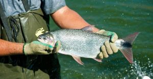 Peixe parecido com salmão e que sumiu de SP há 30 anos volta ao rio Tietê 81