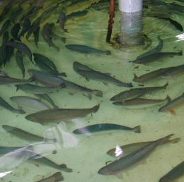 Principais doenças na piscicultura