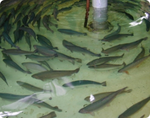 Principais doenças na piscicultura