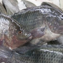 Mapa aprimorará procedimentos de fiscalização em pescado