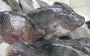 Mapa aprimorará procedimentos de fiscalização em pescado