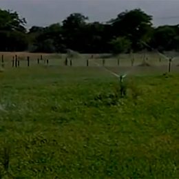 Água usada na piscicultura é reaproveitada no Sertão de PE