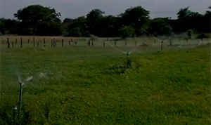 Água usada na piscicultura é reaproveitada no Sertão de PE