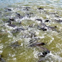 RO é líder na produção nacional de tambaqui e destaque na piscicultura