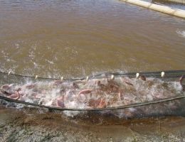 Empresa norte-americana visita Seagro interessada em investir em piscicultura