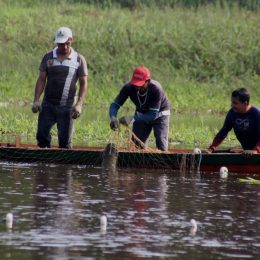Projeto Peixes da Floresta visita comunidade para avaliação do Manejo do Pirarucu