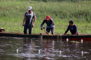 Projeto Peixes da Floresta visita comunidade para avaliação do Manejo do Pirarucu