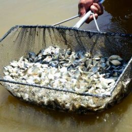 Sebrae vai ensinar como iniciar uma piscicultura comercial