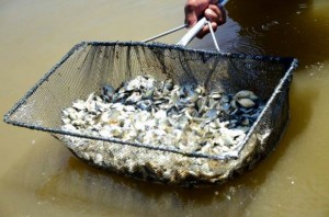 Sebrae vai ensinar como iniciar uma piscicultura comercial