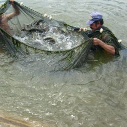 Projeto de aquicultura beneficia 3,4 mil produtores do Nordeste