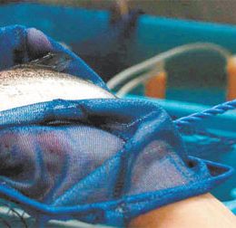 Mudança do clima altera o crescimento dos peixes