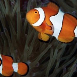 Oceano mais ácido confunde instinto de sobrevivência dos peixes