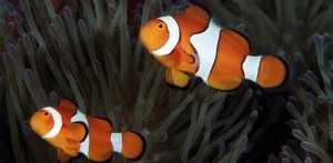 Oceano mais ácido confunde instinto de sobrevivência dos peixes