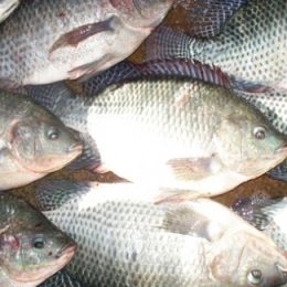 Estudantes participam do Dia Mundial da Migração de Peixes