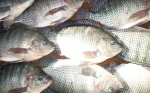 peixes