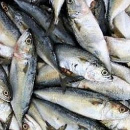 Mapa aperfeiçoa controles na importação de pescado