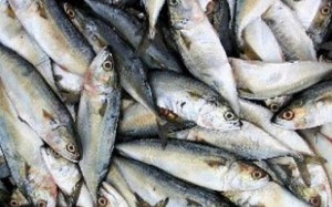 Mapa aperfeiçoa controles na importação de pescado