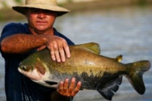 Ministério projeta 3 milhões de toneladas de pescado em 2014 