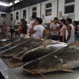 Projeto sobre pesca quer garantir preservação de espécies na Amazônia