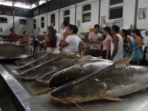 Projeto sobre pesca quer garantir preservação de espécies na Amazônia 