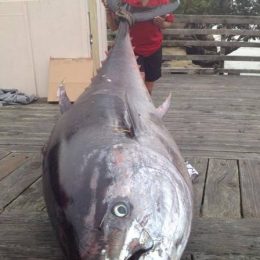 Pescadora fisga atum de 411kg na Nova Zelândia; peixe vale R$ 5 milhões