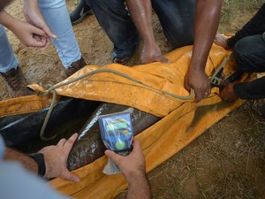 Em RR, 'bacalhau da Amazônia' recebe chip de identificação