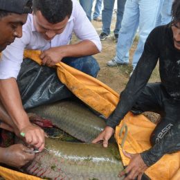Em RR, 'bacalhau da Amazônia' recebe chip de identificação