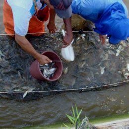 Trecho mineiro São Francisco recebe 10 mil matrinxã