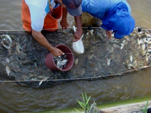Trecho mineiro São Francisco recebe 10 mil matrinxã 